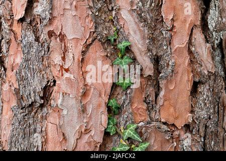 Föhre, Kiefer (Pinus Sylvestris), Rinde, Deutschland Stockfoto