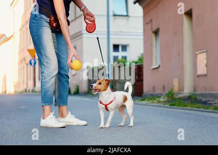 Hund läuft auf der Stadtstraße mit seinem Besitzer, Haustier spielt mit Spielzeugball, Jack russell Terrier niedliches Porträt Stockfoto