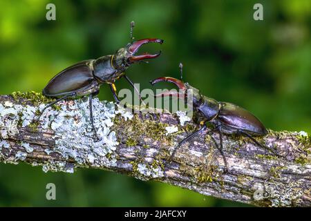 Hirschkäfer, Europäischer Hirschkäfer (Lucanus cervius), zwei Männchen in bedrohlicher Haltung auf einem toten Ast, Deutschland, Baden-Württemberg Stockfoto