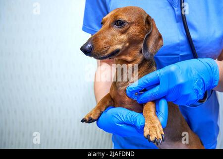 Tierarzt untersucht einen Hund. Brauner Dackel in den Händen des Tierarztes Stockfoto