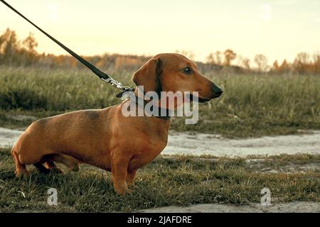 Roter Mini-Dackel an der Leine. Wandern mit Hund in der Natur Stockfoto