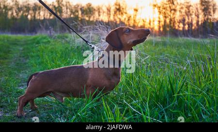 Jagdhund in der Natur. Brauner, glatter Dackel in der Natur bei Sonnenuntergang. Abendlicher Spaziergang mit dem Hund Stockfoto