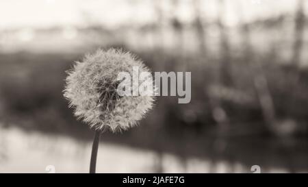 Flauschige Nahaufnahme des Elends auf einem verschwommenen Hintergrund der Natur. Nahaufnahme eines weißen und schwarzen Fotos von einem Doldenmitenstiels Stockfoto
