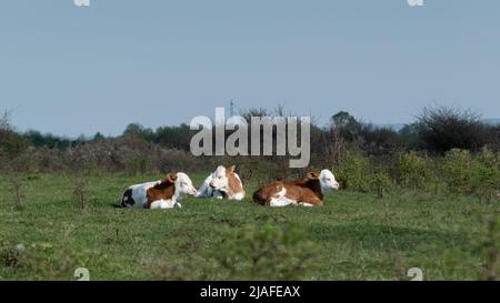 Drei Kälber, die auf Gras liegen und sich in der Sonne sonnen, Haustiere mit weißen und orangen Haaren, die während eines sonnigen Tages auf der Weide ruhen und sich gezielt darauf konzentrieren Stockfoto