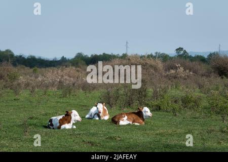 Drei Kälber liegen auf Gras, sonnen sich, Haustiere ruhen an sonnigen Tagen auf der Weide Stockfoto