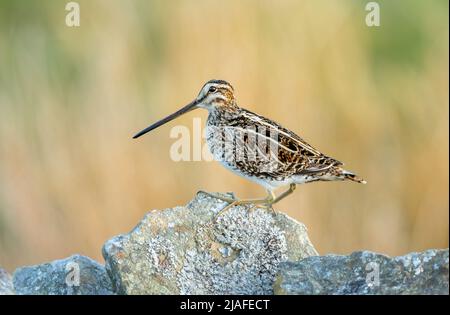 Nahaufnahme einer Schnecke bei Sonnenaufgang. Wissenschaftlicher Name: Gallinago gallinago. Auf Flechten gedeckter Trockensteinmauer, nach links gerichtet. Yorkshire Dales, Großbritannien. Stockfoto