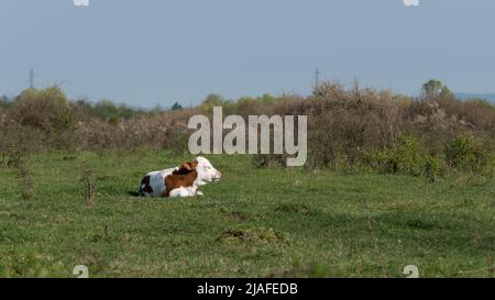 Ein Kalb, das auf Gras liegt und sich in der Sonne sonnt, ein Haustier mit weißen und orangen Haaren, das an sonnigen Tagen auf der Weide ruht Stockfoto