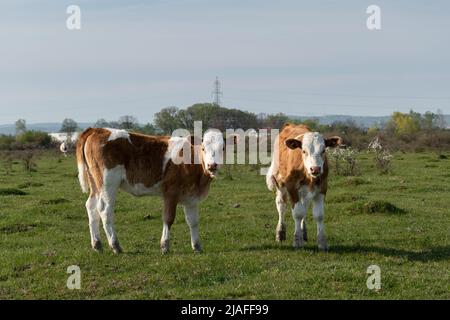 Zwei Kälber stehen auf dem Feld und blicken auf die Kamera, Haustiere mit orangefarbenen und weißen Haaren auf der Weide an sonnigen Tagen Stockfoto