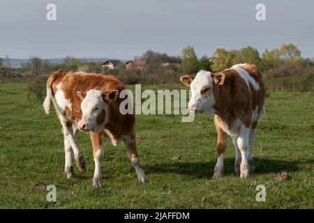Zwei Kälber stehen auf dem Feld und schauen nach links, Haustiere mit orangefarbenen und weißen Haaren auf der Weide an sonnigen Tagen Stockfoto