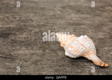 Muscheln am Strand auf farbigem Hintergrund. Erstellen Sie ein Modell mit Kopierplatz. Stockfoto