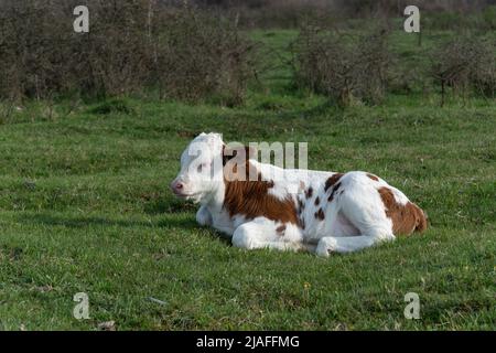 Kalb ruht auf dem Feld, Jungtier mit orangefarbenen und weißen Haaren, die auf der Weide liegen Stockfoto