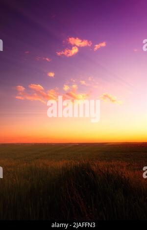 Sonnenuntergang in violetten Tönen über dem Feld, die Strahlen der Sonne. Vertikal Stockfoto