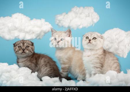 Drei stolze seriöse gestreifte Kätzchen der schottischen Rasse sitzen auf blauem Hintergrund zwischen den Wolken und blicken weg. Haustiere, Tiere und Katzen Konzept. Sel Stockfoto