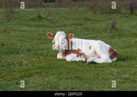 Kalb, das in Nahaufnahme auf dem Feld ruht, Jungtiere mit orangefarbenen und weißen Haaren, die sich während des Frühlingstages auf Gras auf der Weide niederlegen, ärgern Fliegen auf dem Kopf Stockfoto