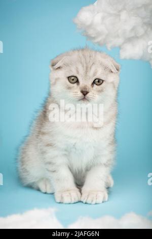 Ein kleines schottisches Kätzchen mit langem Schnurrbart posiert vor der Kamera auf blauem Hintergrund. Gestreifte Katze von heller Farbe mit gelben Augen sitzt in der Stockfoto