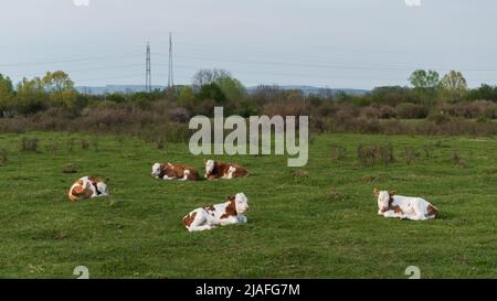 Herde von Kälbern, die auf dem Feld ruhen, Jungtiere von Haustieren mit orangefarbenen und weißen Haaren, die sich während des Frühlingstages auf Gras auf der Weide niederlegen Stockfoto