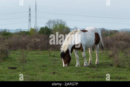 Vorderansicht des Stutfohlens, während das Gras auf der Weide gegen Sträucher am Frühlingsabend grast, junges Pferd mit braunen und weißen Haaren Stockfoto