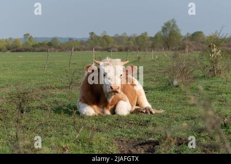 Stier ruht auf dem Feld, erwachsenes Haustier mit orangefarbenen und weißen Haaren, das sich an sonnigen Tagen auf der Weide auf Gras legt Stockfoto