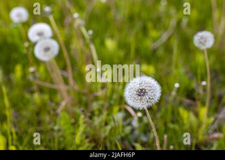 Blühende Elandelonenblume im Fokus auf einem Hintergrund anderer Blumen. Hochwertige Fotos Stockfoto