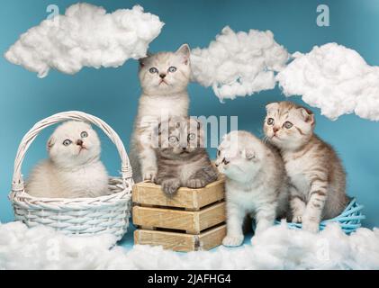 Kleine lustige zwei Monate alte schottische Kätzchen in verschiedenen Farben posieren in einem Fotostudio, das in einem Korbkorb und in einer Holzkiste sitzt. Blauer Hintergrund Stockfoto