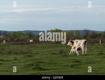 Das Kalb sät die Kuh auf der Weide, die Kuh füttert ihre Nachkommen im Freien auf dem Feld Stockfoto