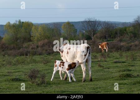 Das Kalb sät die Kuh auf der Weide aus nächster Nähe, die Kuh füttert ihre Nachkommen im Freien auf dem Feld Stockfoto