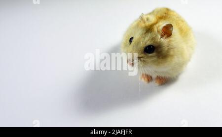 Flauschiger Haushamster isoliert auf weißem Hintergrund Stockfoto