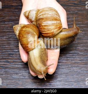 Achatina Riesenschnecke in der Handfläche Stockfoto