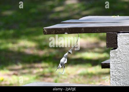 HENKER: Eine Figur, die aus Papier erschaffen wurde, baumelt am Hals von einem Picknicktisch, der das Hängen eines Mannes im Menlo Park in Edison, New Jersey, simuliert. Stockfoto