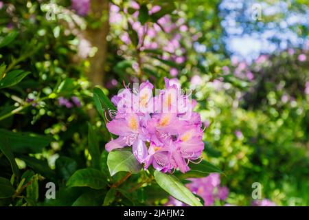 Purple Rhododendron Ponticum mit einem gesprenkelten gelben Kehlchen blüht in den Valley Gardens, Virginia Water, Surrey / Balkshire, Spätsommer/Spätsommer Stockfoto