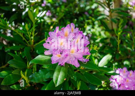 Purple Rhododendron Ponticum mit einem gesprenkelten gelben Kehlchen blüht in den Valley Gardens, Virginia Water, Surrey / Balkshire, Spätsommer/Spätsommer Stockfoto