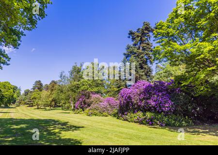 Purple Rhododendron Ponticum blüht in den Valley Gardens, Virginia Water in Surrey / Balkshire im späten Frühjahr / Frühsommer an einem sonnigen Tag Stockfoto