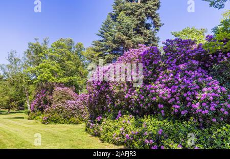 Purple Rhododendron Ponticum blüht in den Valley Gardens, Virginia Water in Surrey / Balkshire im späten Frühjahr / Frühsommer an einem sonnigen Tag Stockfoto