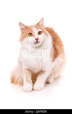 Hauskatze mit einem überraschten Ausdruck sitzt auf weißem Hintergrund. Haustier mit rotem und weißem Fell und großen gelben Augen beobachtet das Spielzeug. Stockfoto