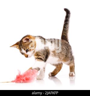 Hauskätzchen mit weißem und braunem Fell, steht auf weißem Hintergrund und fängt fokussiert die Pfote eines rosa Spielzeug-Straußes aus Federn. Verspielte Haustiere. Stockfoto