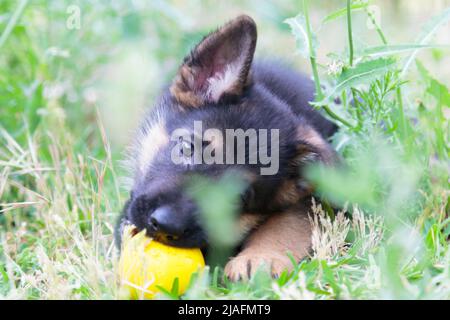 Netter Welpe, der im Gras spielt und in die Kamera schaut Stockfoto