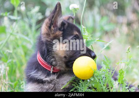 Niedlicher Welpe, der im Gras liegt und einen Ball hält Stockfoto