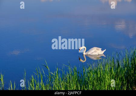 Einsamer weißer Schwan schwimmt im See.Vogel Hintergrund blaues Wasser Stockfoto