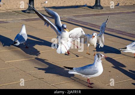 Gemeine Möwe und schwarze Möwe kämpfen um einen Chip. Stockfoto