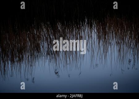 Norfolk Broads Norfolk Dawn England May 2022 der Broads (bekannt für Marketingzwecke als Broads National Park) ist ein Netzwerk von meist schiffbaren ri Stockfoto