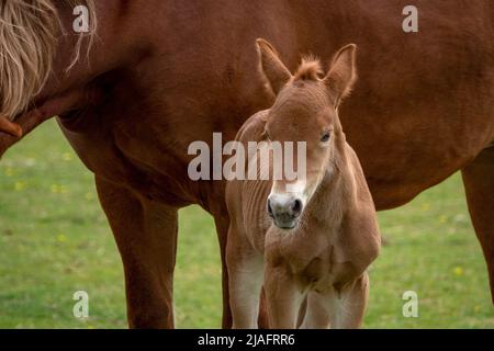 Eine Suffolk Punch Stute und ein zweitägiges Fohlen zusammen auf einem Feld Stockfoto