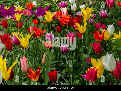 Gemischte Tulpenblüten. Stockfoto