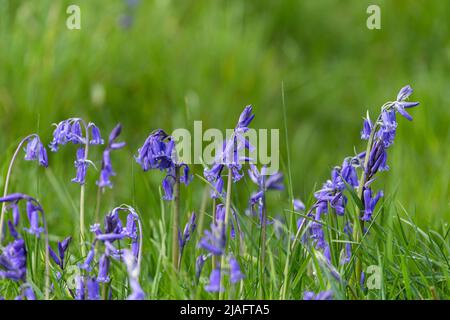 Englische Bluebells wachsen an der Seite einer Wiese in Yorkshire. Stockfoto