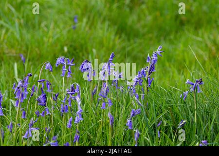 Englische Bluebells wachsen an der Seite einer Wiese in Yorkshire. Stockfoto