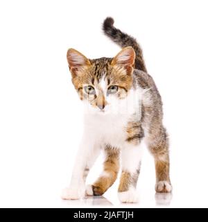Haustiere und Lifestyle-Konzept. Porträt eines kleinen Kätzchens mit einem leicht verstörten Gesichtsausdruck. Isoliert auf weißem Hintergrund. Katze mit gelben Augen sieht an Stockfoto