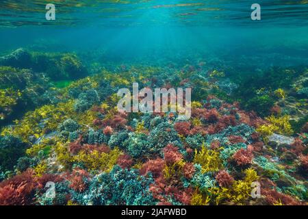 Bunte Algen unter der Wasseroberfläche im Ozean, atlantische Algen, Spanien Stockfoto