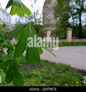 Blätter auf einem Kastanienzweig in einem Stadtpark aus der Nähe Stockfoto