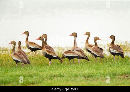 Schwarzbauchpfeife (Dendrocygna autumnalis) Stockfoto