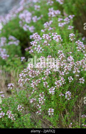 Thymus vulgaris, gewöhnlicher Thymian, Gartenthymian, Kraut-Thymian, Thymus vulgaris 'Deutscher Winter', Thymus vulgaris 'Deutsche Auslese', Thymus vulgaris Fren Stockfoto