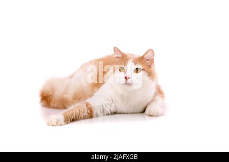 Erwachsene Katze mit einem Plüsch hellbeige und weißen Fell mit gelben Augen liegt in lustigen Posen auf weißem Hintergrund. Fotosammlung. Freundliches Haustier. Stockfoto